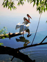 American Pelicans