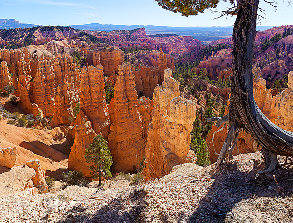Bryce - Morning View