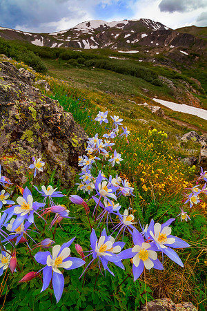 Columbine Above Naylor Lake
