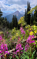 Fireweed