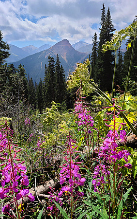 Fireweed