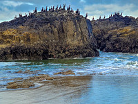 Cormorants