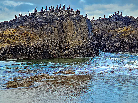 Cormorants