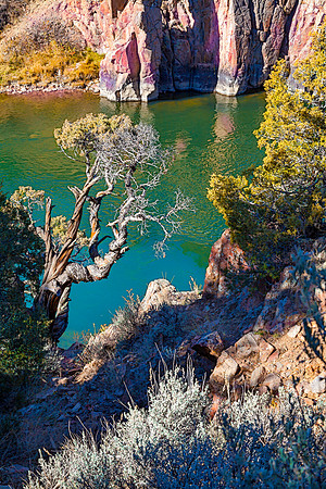 Riverside Junipers