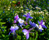 Nature's Bouquet