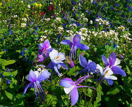 Nature's Bouquet
