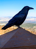 Crow